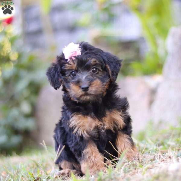 Poppy, Yorkie Poo Puppy
